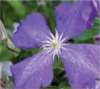 10169 clematis wunderbare rosenpartner 1 100