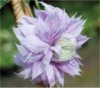 10169 clematis wunderbare rosenpartner 2 100