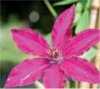 10169 clematis wunderbare rosenpartner 4 100