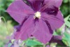 10169 clematis wunderbare rosenpartner 5 100